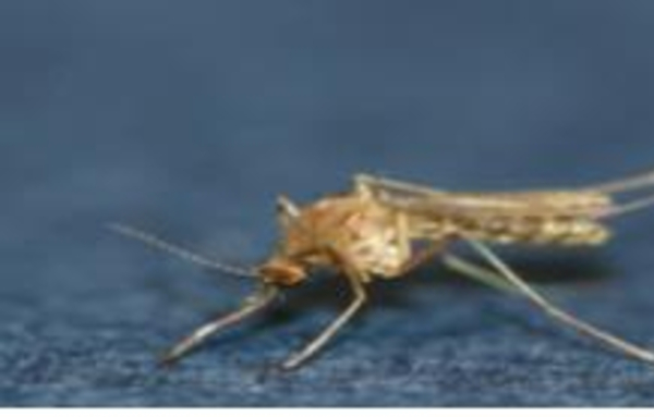 [요즘 뜨는 정보]일본뇌염 주의보...제주에서 올해 첫 매개모기 확인