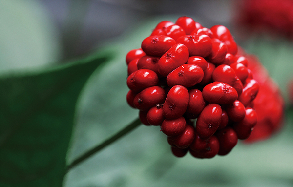 [요즘 뜨는 정보] “부모님 활력 챙기는 5월 선물…건강원료 따져본다”